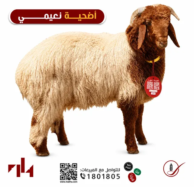 اضحية نعيمي