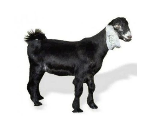 Arab Aradi Goat