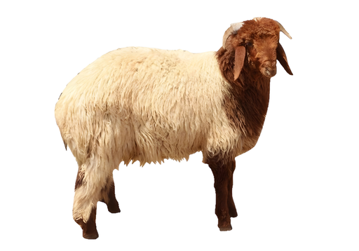 Arab Naeemi Lamb