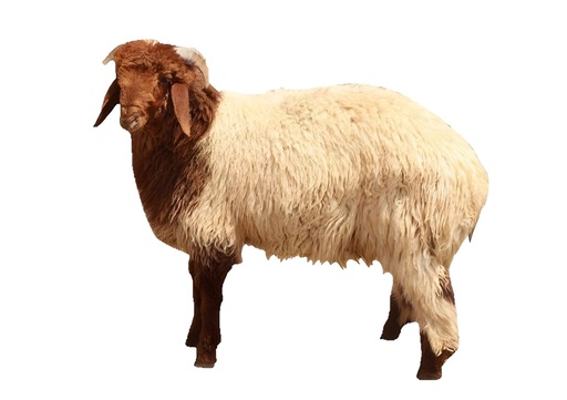 Half Arab Naeemi Lamb