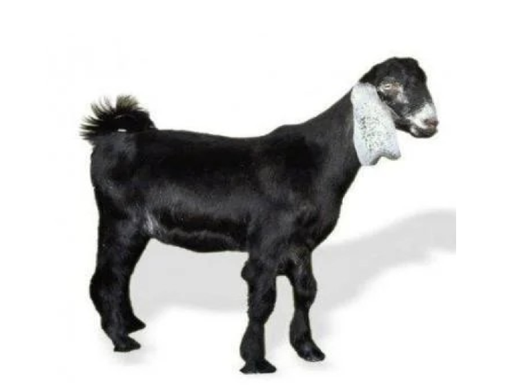 Arab Aradi Goat